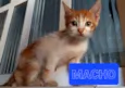 Gatinhos filhotes 2 meses (sem nome ainda)