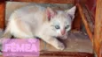 Gatinhos filhotes 2 meses (sem nome ainda)