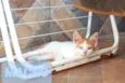 Gatinhos filhotes 2 meses (sem nome ainda)