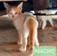 Gatinhos filhotes 2 meses (sem nome ainda)
