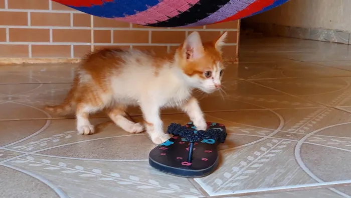 Gato ra a SRN idade 2 a 6 meses nome Gatinhos filhotes 2 meses (sem nome ainda)