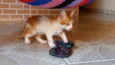 Gatinhos filhotes 2 meses (sem nome ainda)