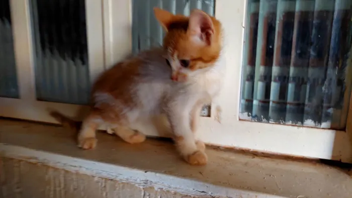 Gato ra a SRN idade 2 a 6 meses nome Gatinhos filhotes 2 meses (sem nome ainda)