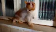 Gatinhos filhotes 2 meses (sem nome ainda)