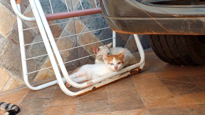 Gato ra a SRN idade 2 a 6 meses nome Gatinhos filhotes 2 meses (sem nome ainda)