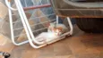 Gatinhos filhotes 2 meses (sem nome ainda)