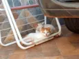 Gatinhos filhotes 2 meses (sem nome ainda)
