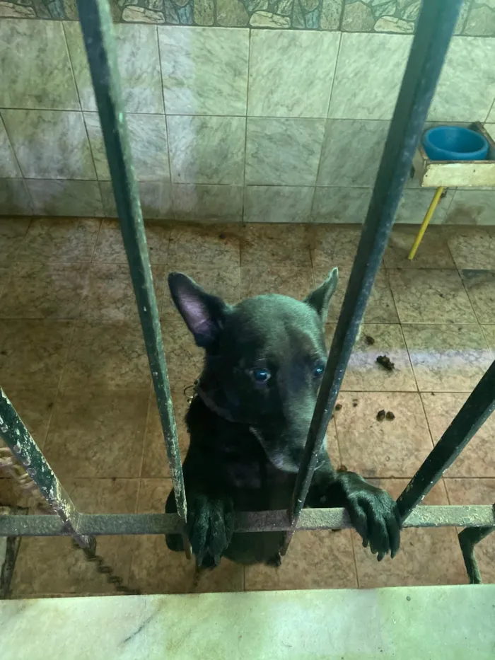 Cachorro ra a SRD-ViraLata idade 6 ou mais anos nome Palhaço 