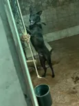 Palhaço