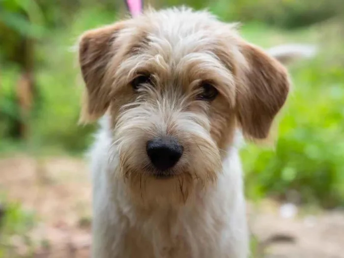 Cachorro raça SRD-ViraLata idade  nome Juca