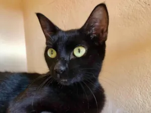 Gato raça SRD-ViraLata idade  nome Naomi