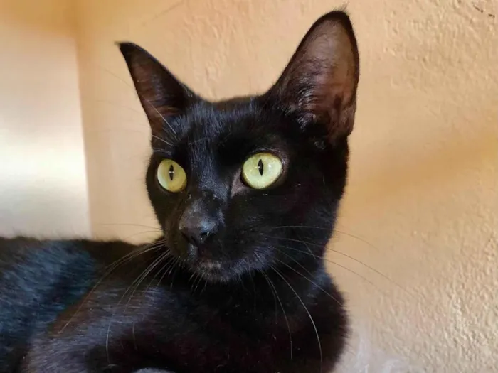 Gato raça SRD-ViraLata idade  nome Naomi