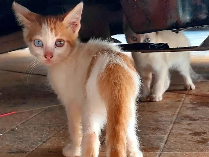 Gato ra a SRN idade 2 a 6 meses nome Gatinhos filhotes 2 meses (sem nome ainda)