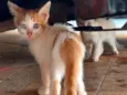 Gatinhos filhotes 2 meses (sem nome ainda)
