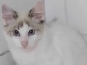 Gato raça SRD-ViraLata idade 2 a 6 meses nome Menino