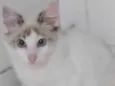 Menino