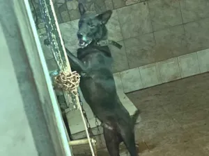 Cachorro raça SRD-ViraLata idade 6 ou mais anos nome Palhaço 