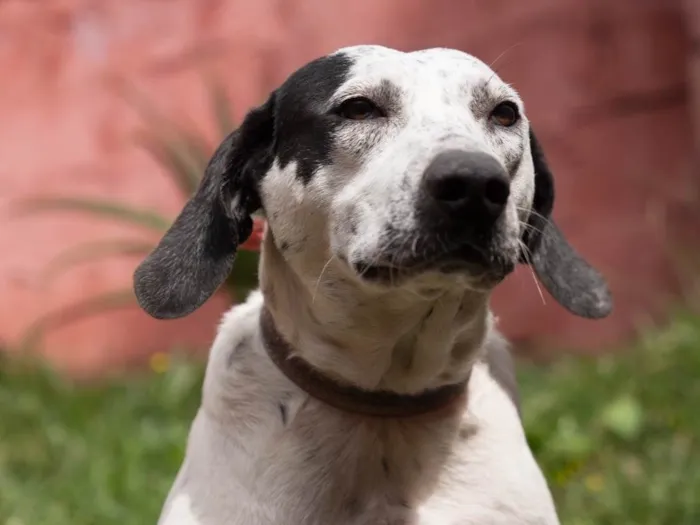 Cachorro raça Chique idade 7 a 11 meses nome Fiona