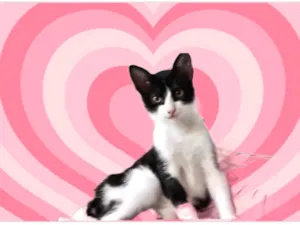 Gato raça SRD-ViraLata idade 7 a 11 meses nome Rabinho  bb7meses 