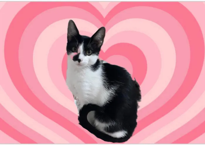 Gato raça SRD-ViraLata idade 7 a 11 meses nome Luke 1 aninho 