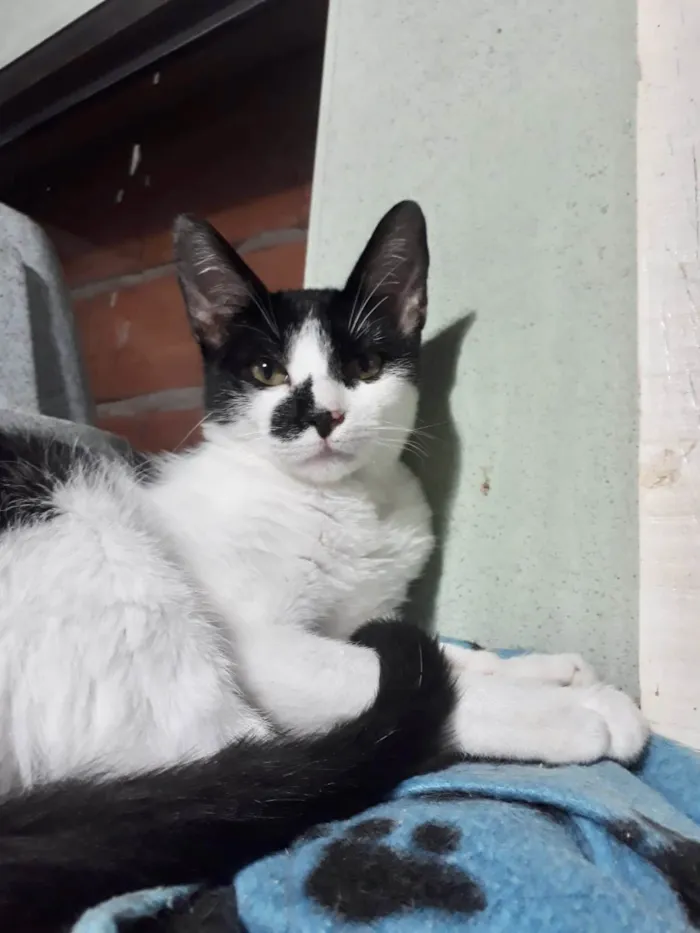 Gato raça SRD-ViraLata idade 7 a 11 meses nome Luke 1 aninho 