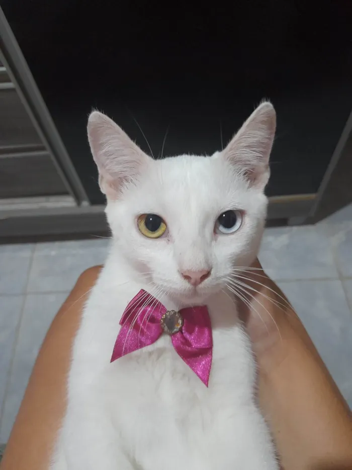 Gato ra a SRD-ViraLata idade 2 a 6 meses nome Ciry 