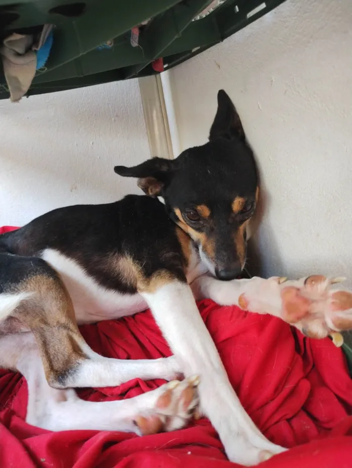 Cachorro raça Foz Paulistinha  idade 3 anos nome Spik
