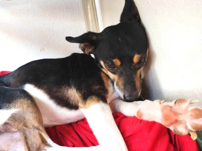 Cachorro raça Foz Paulistinha  idade 3 anos nome Spik