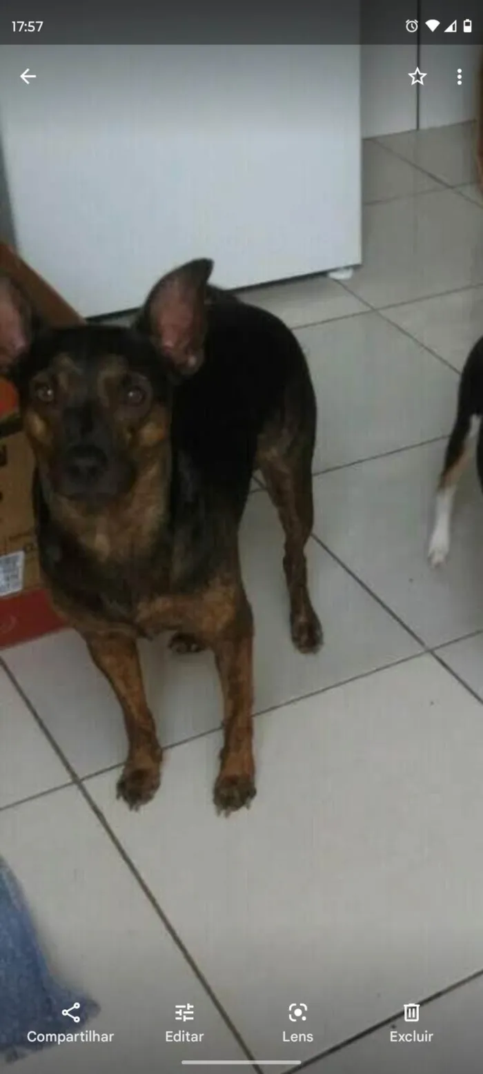 Cachorro raça Vira lata  idade 5 anos nome Chandola 
