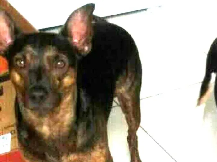 Cachorro raça Vira lata  idade 5 anos nome Chandola 