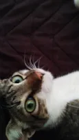 Zuma