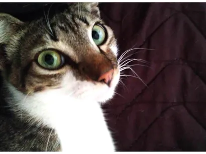 Gato raça Vira lata  idade 1 ano nome Zuma