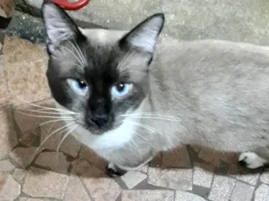 Gato raça SRD-ViraLata idade 7 a 11 meses nome Bebezinho  bb7meses lindo 