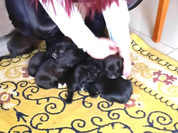 Cachorro ra a Shih-tzu idade 2 a 6 meses nome ....