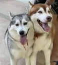 Casal