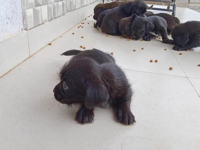 Cachorro ra a Shih-tzu idade 2 a 6 meses nome ....