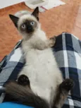 Mimi siamêsa linda 4 meses 