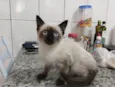 Mimi siamêsa linda 4 meses 