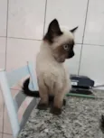Gato raça SRD-ViraLata idade 2 a 6 meses nome Mimi siamêsa linda 4 meses 