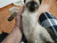 Gato raça SRD-ViraLata idade 2 a 6 meses nome Mimi siamêsa linda 4 meses 