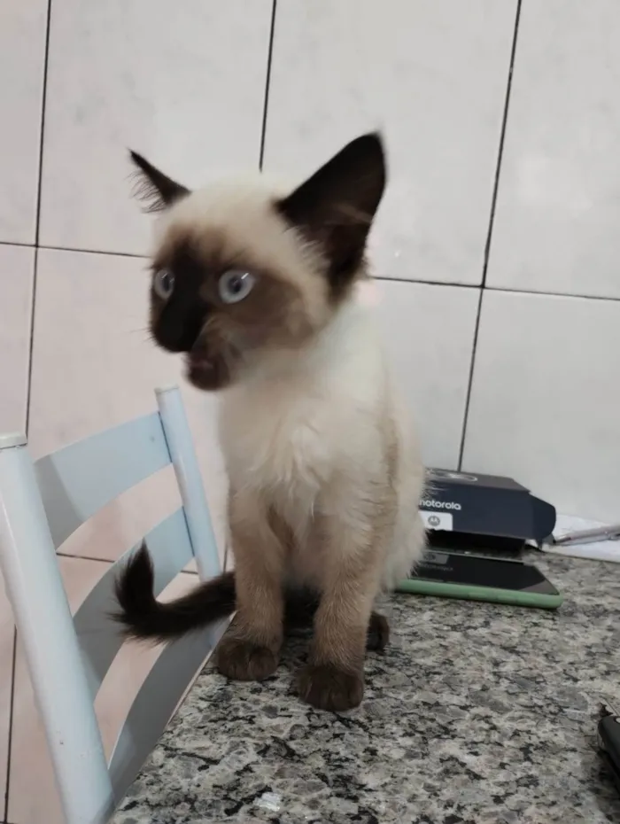 Gato raça SRD-ViraLata idade 2 a 6 meses nome Mimi siamêsa linda 4 meses 