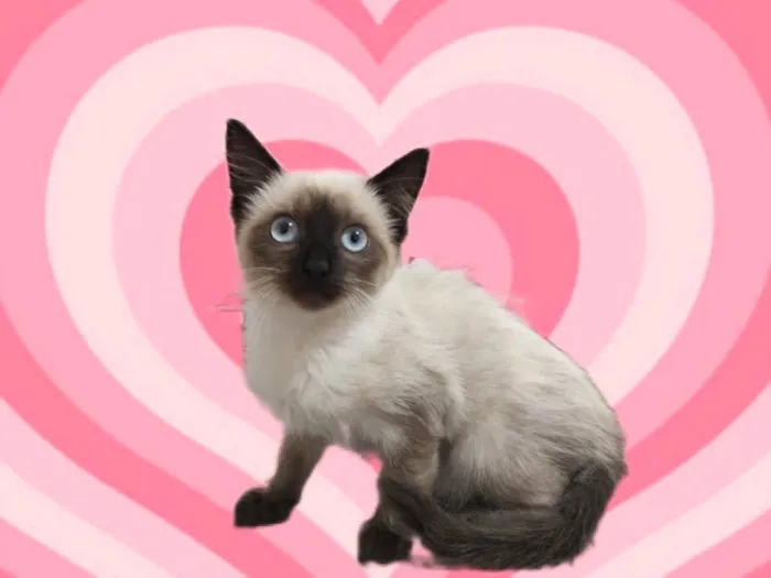 Gato raça SRD-ViraLata idade 2 a 6 meses nome Mimi siamêsa linda 4 meses 