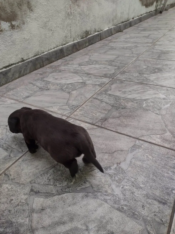 Cachorro ra a SRD-ViraLata idade Abaixo de 2 meses nome Ainda não tem