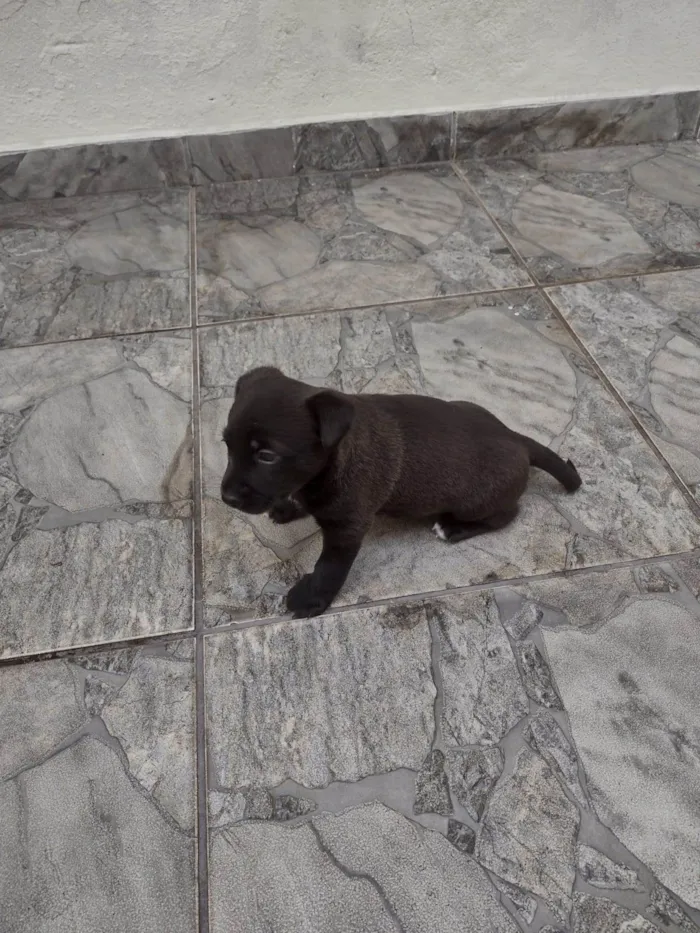 Cachorro ra a SRD-ViraLata idade Abaixo de 2 meses nome Ainda não tem