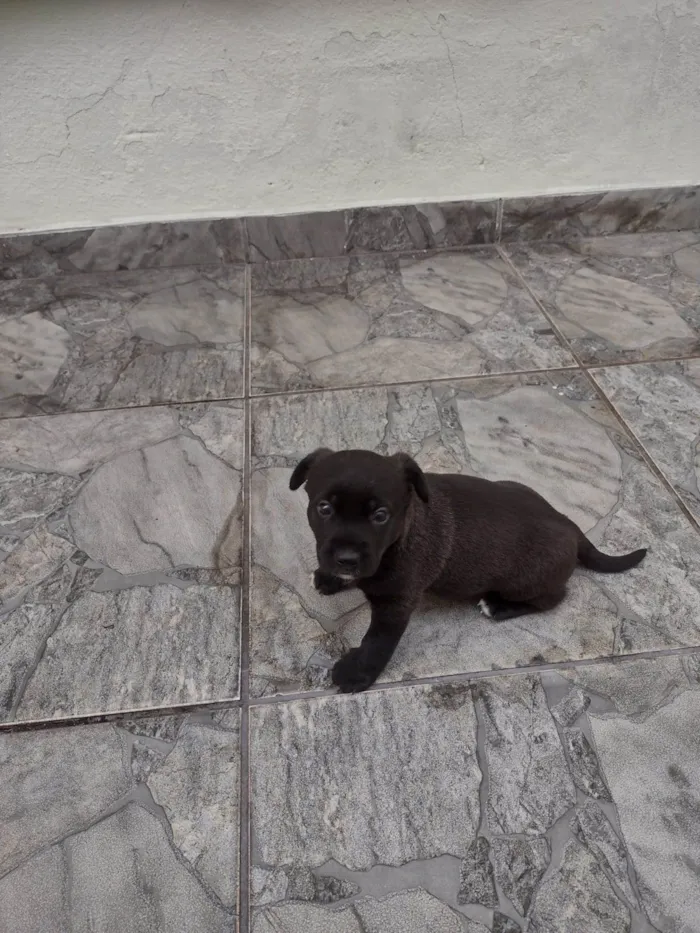 Cachorro ra a SRD-ViraLata idade Abaixo de 2 meses nome Ainda não tem