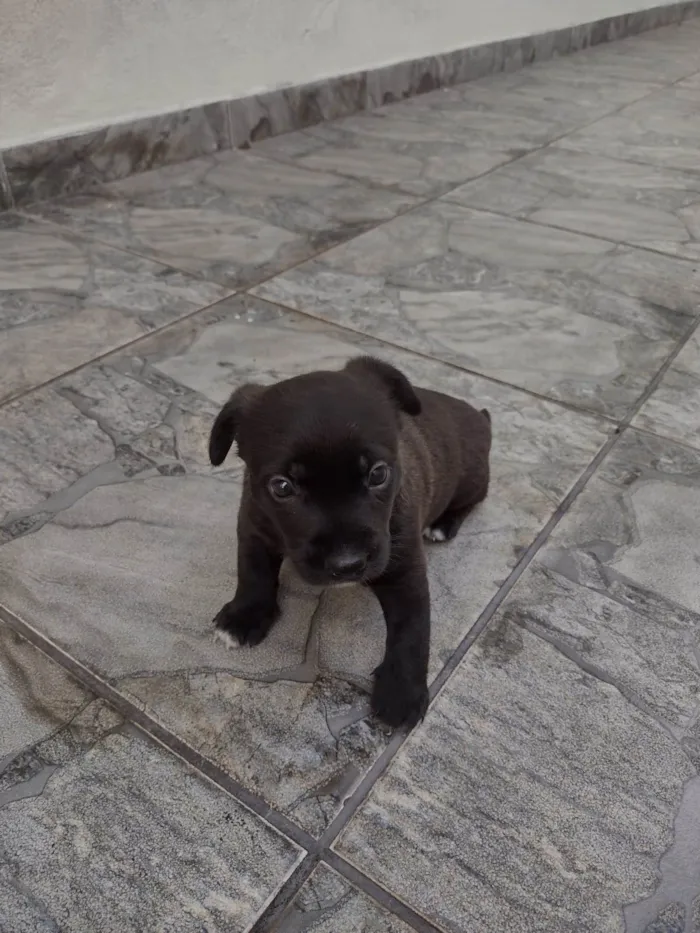 Cachorro ra a SRD-ViraLata idade Abaixo de 2 meses nome Ainda não tem