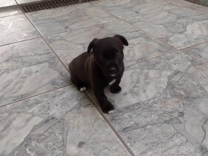 Cachorro ra a SRD-ViraLata idade Abaixo de 2 meses nome Ainda não tem