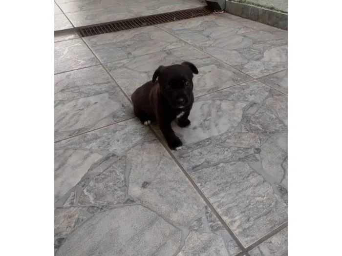 Cachorro ra a SRD-ViraLata idade Abaixo de 2 meses nome Ainda não tem