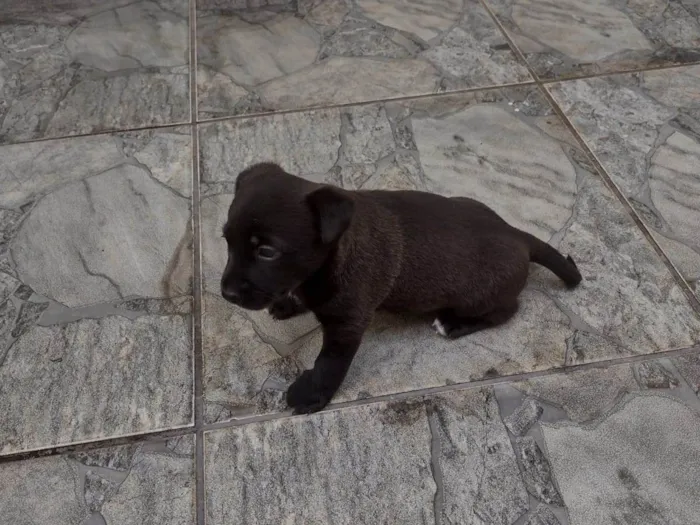Cachorro ra a SRD-ViraLata idade Abaixo de 2 meses nome Ainda não tem