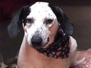 Cachorro raça Chique idade 7 a 11 meses nome Fiona